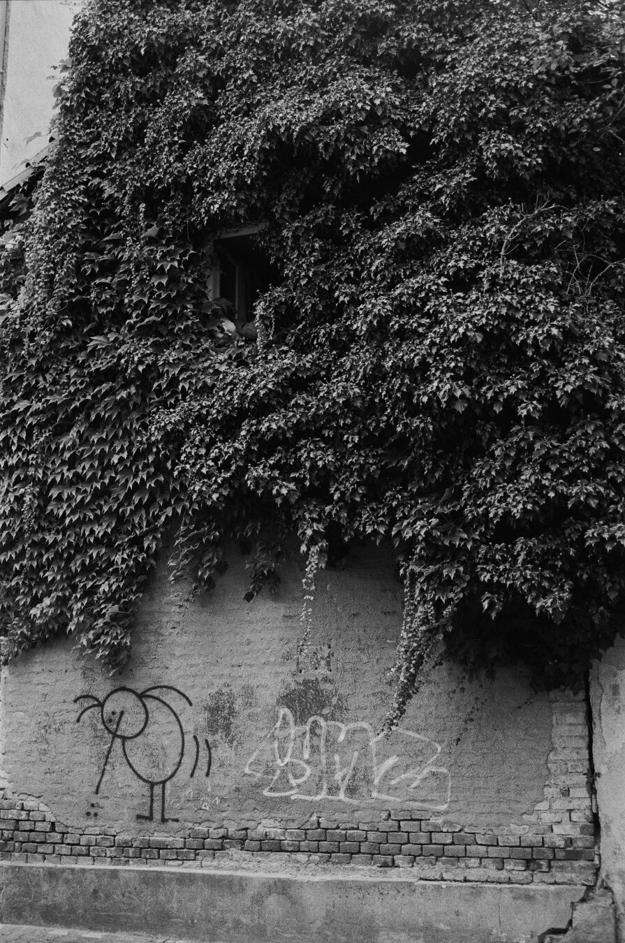 Analog black and white photo of a wall of a house which is overgrown with a climbing plant. Somewhere in this jungle an open window is hidden.