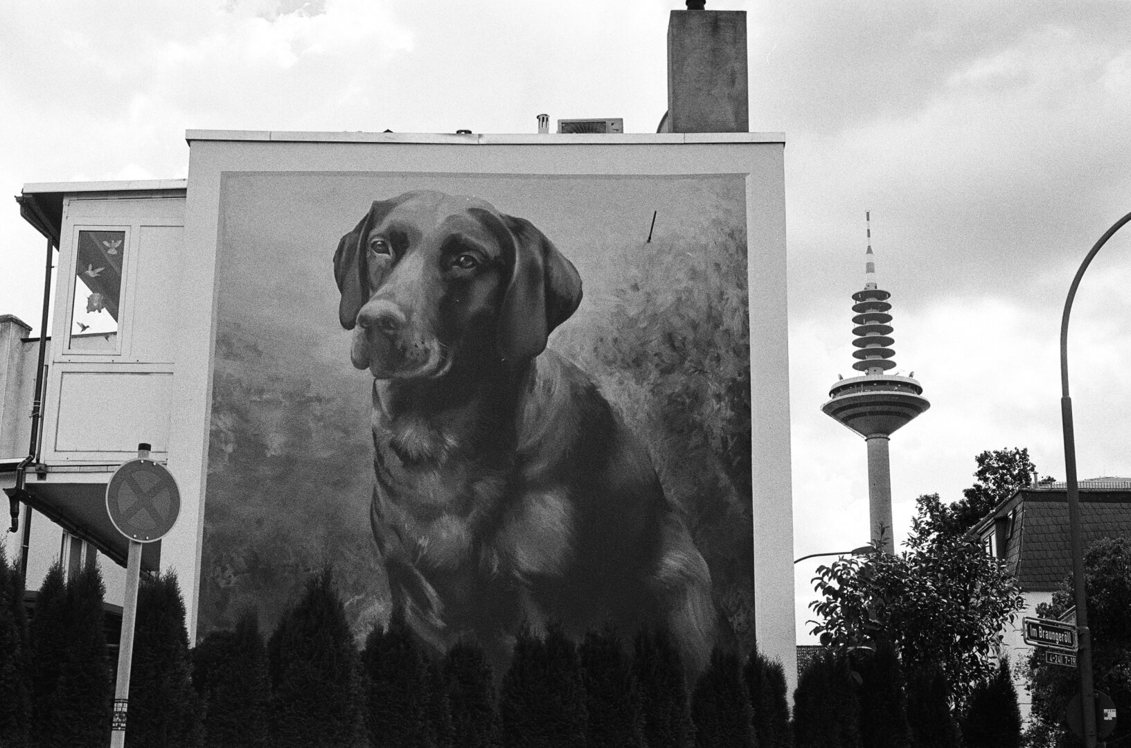 Color your neighborhood. A huge drawing of a dog on a house wall. In the background on the right the Frankfurt television tower „Europaturm“.