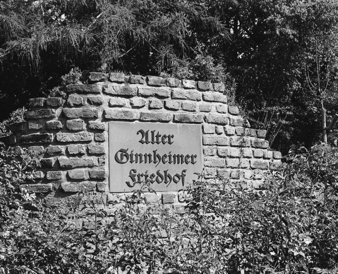 A sign on the remains of a wall. „Old Ginnheim Cemetery“ is written on it in old German script.