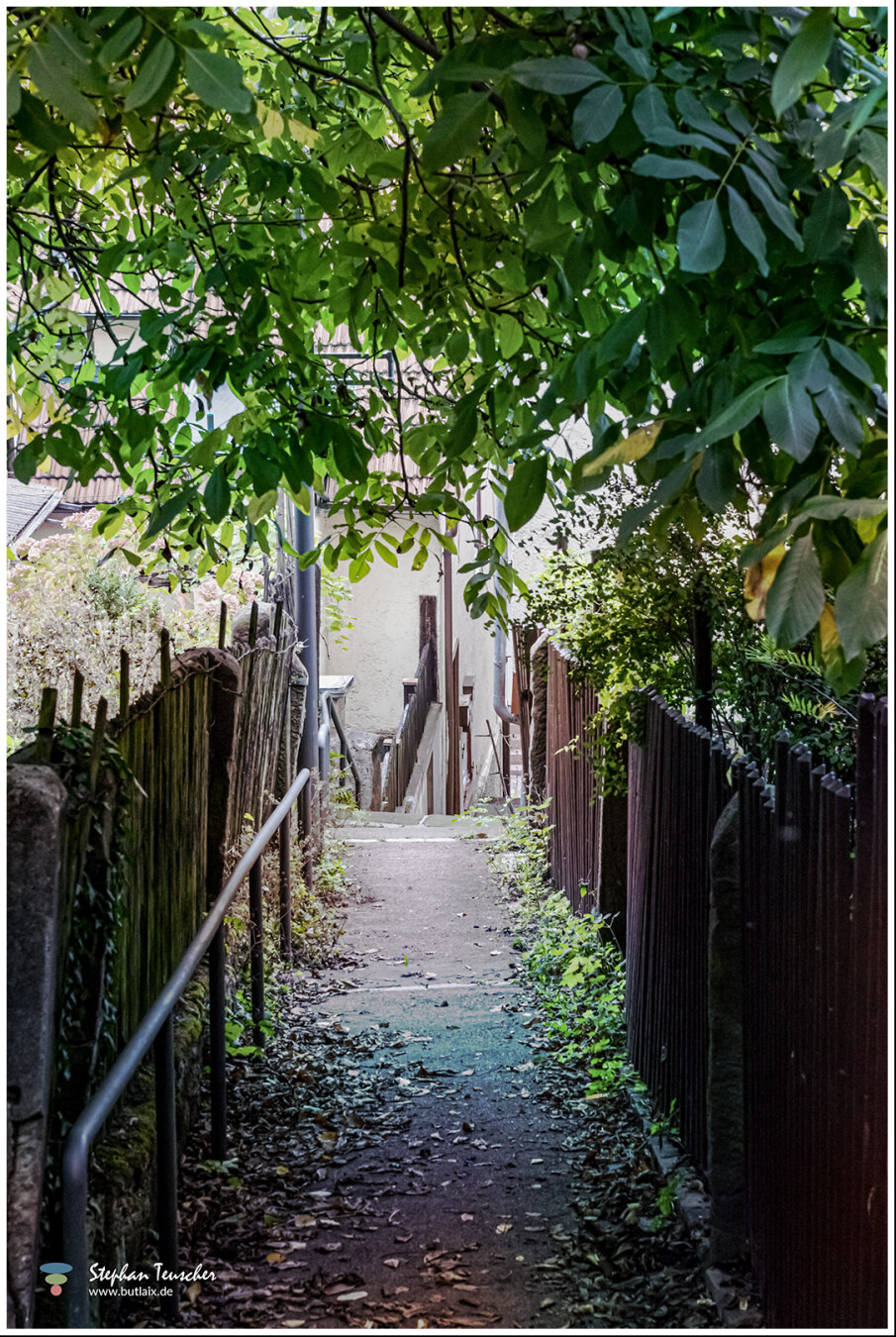 Ein schmaler, leicht abfallender Fußweg zwischen alten Holzzäunen, überdacht von dichtem Laub. Geländer links, Laub und Pflanzen am Boden, am Ende ein Haus und Stufen.