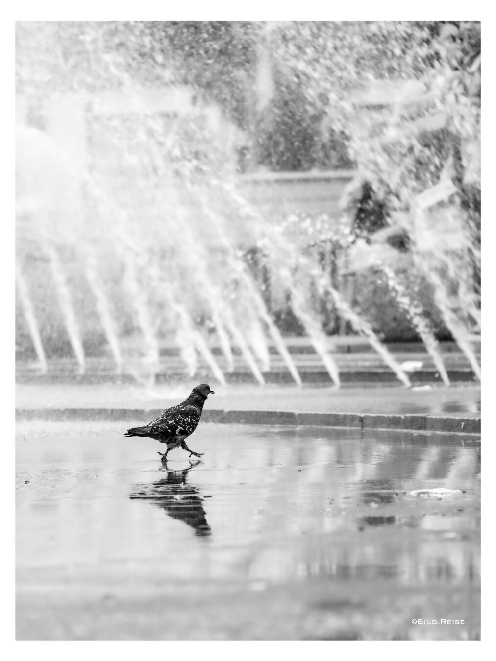 Schwarzweißfoto einer Stadttaube die im Brunnen am Stachus in München Abkühlung sucht. Im Hintergrund sind die Wasserfontänen zu sehen. Die Taube spiegelt sich in dem vom Wasser bedeckten Untergrund
