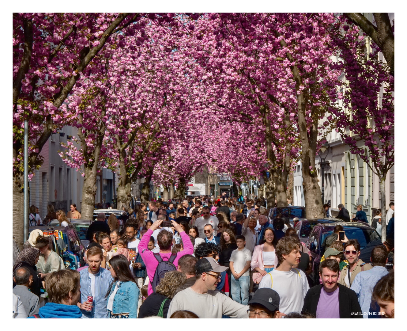Das Bild zeigt eine der dicht bevölkerten Straßen während der Kirschblüte in Bonn. Einer vielen Menschen trägt einen zur Farbe der Blüten farblich abgestimmten Pullover und sticht damit aus der Menge heraus.