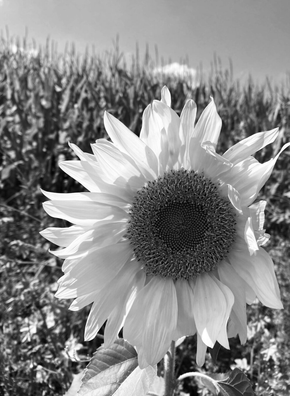 Eine Sonnenblume im Wind und Gegenlicht

A sunflower in the wind and backlit