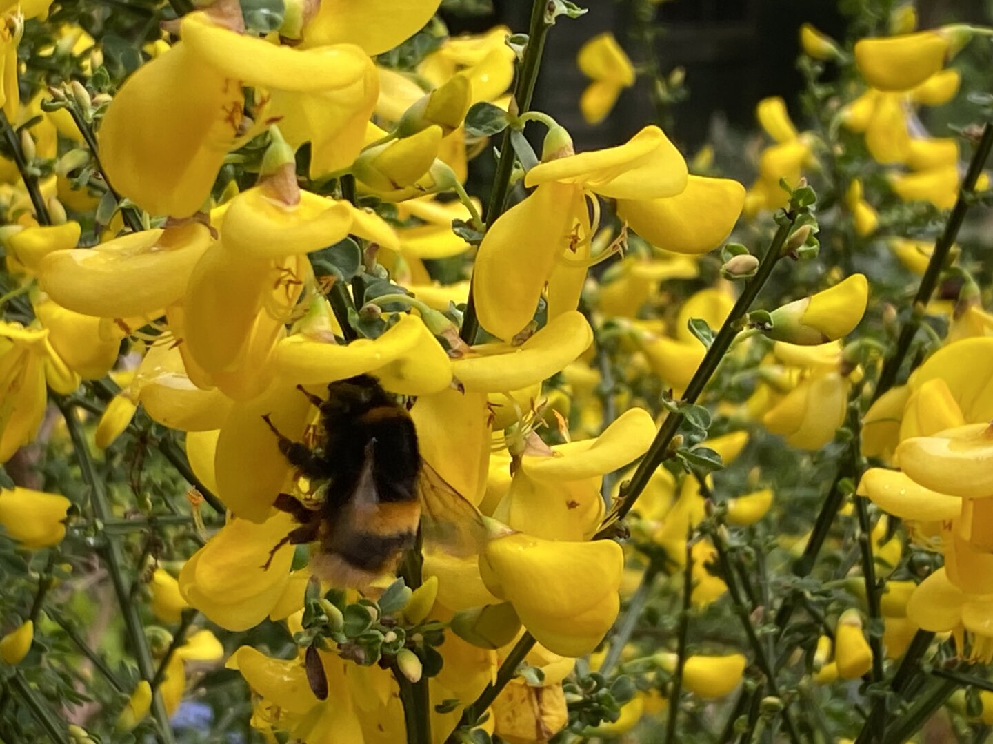 Man sieht eine hungrige Hummel auf Ginster.

You can see a hungry bumblebee on broom.