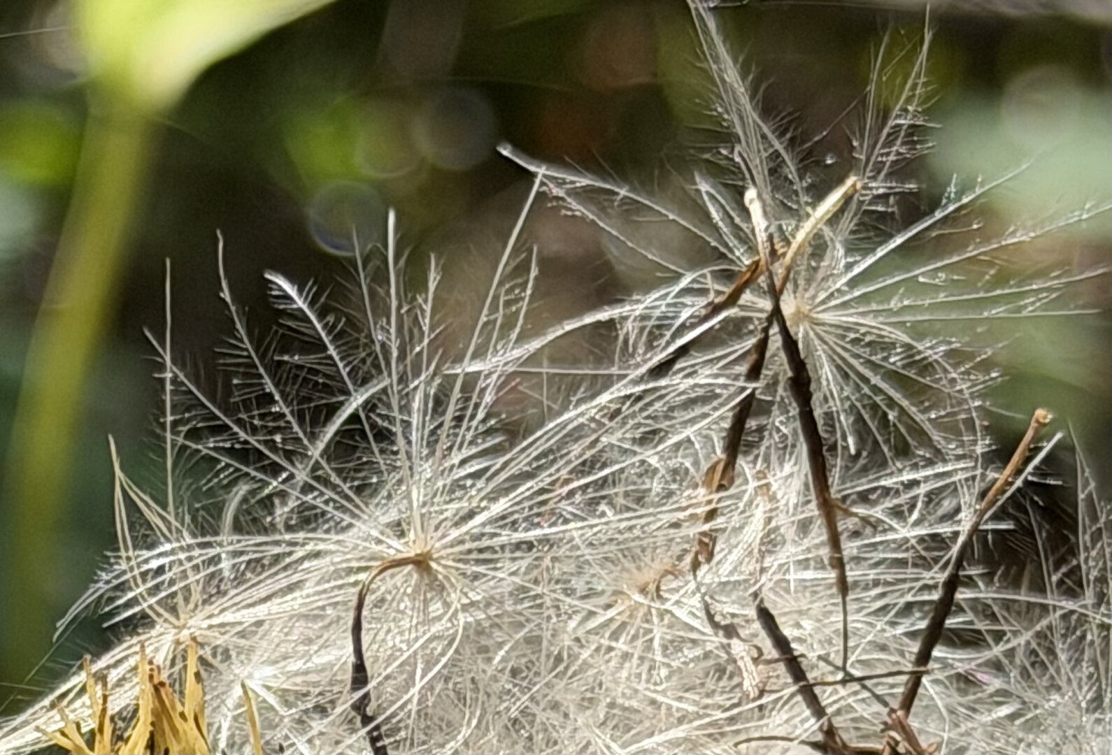 A close-up of a withered creeping thistle, backlit. Against a dark green background, the fine, hairy texture of the spent flower is visible; the hairs glisten in the backlight. The photo was taken during a walk in the woods, and the plant was located right at the edge of the path.