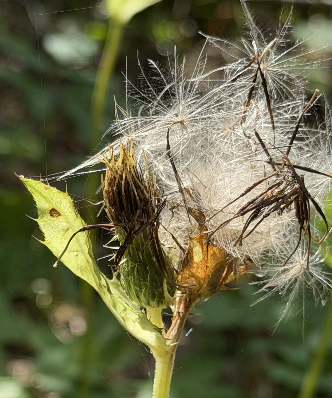 Set against a green background of various leaves, the spent blossom of a creeping thistle is visible. Backlighting highlights the flower's hairy texture, as well as a short section of the stem and a leaf; this lighting lends the withered plant an autumnal vibe, making the hairs glisten and the colors glow.