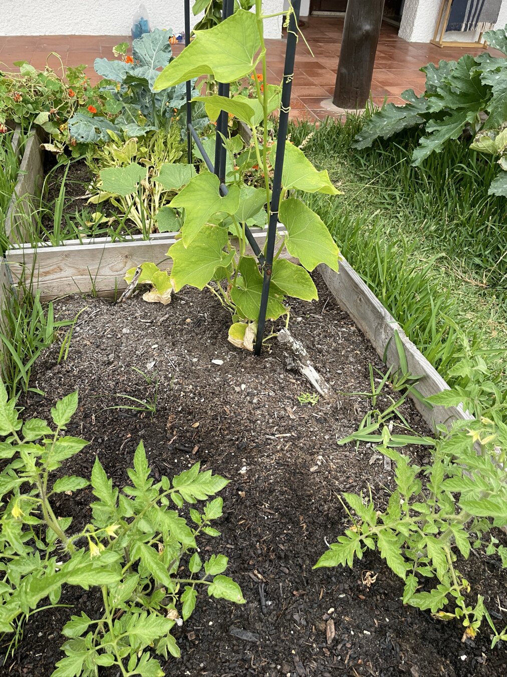Longer shot of tomatoes and chuchu with broccoli in the background and zucchini photobombing on the right