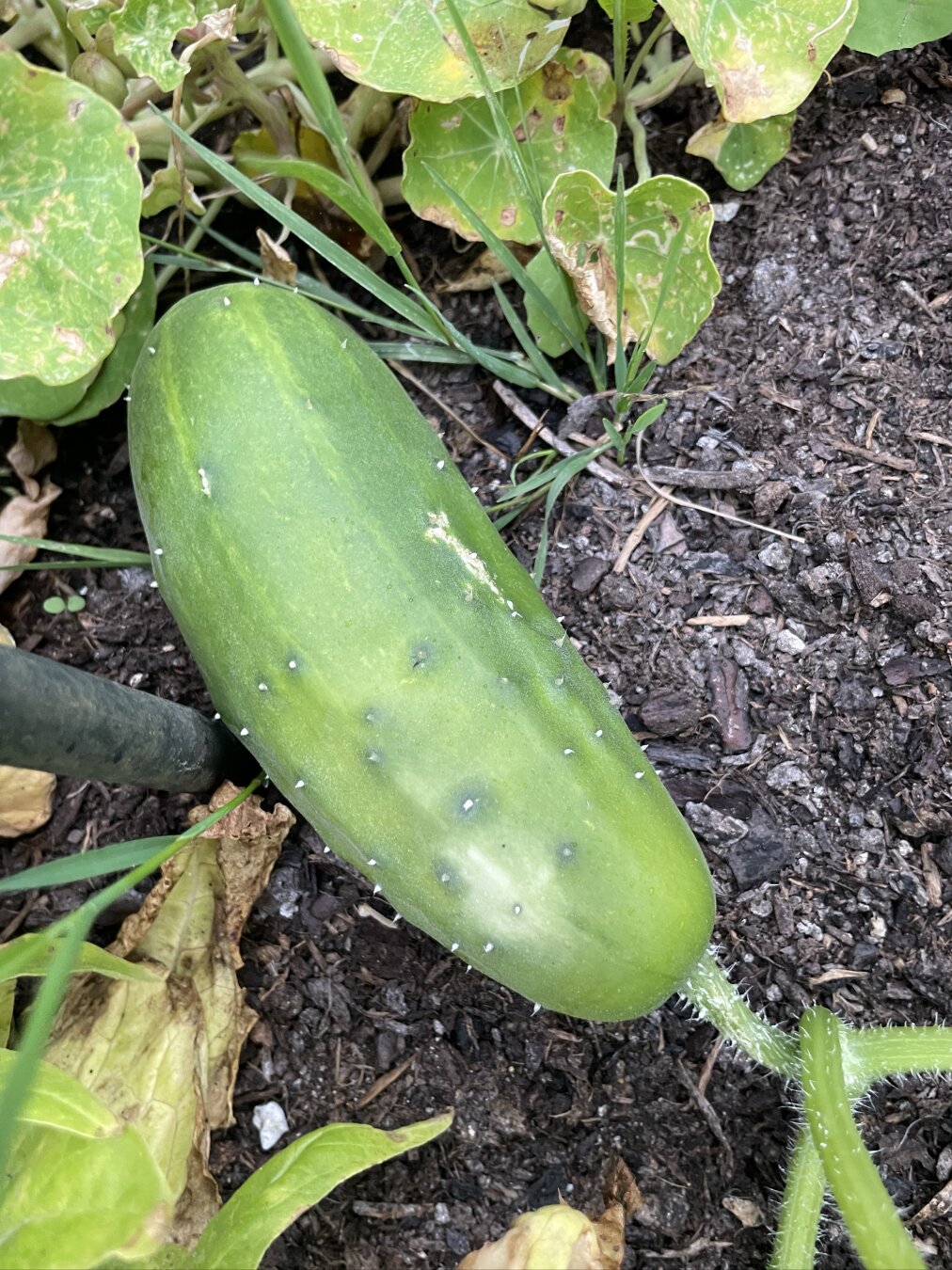 A cucumber with nasturtium leaves in the background