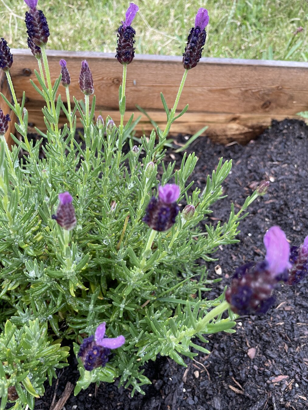 Second blooms on the lavender--deadheading works!