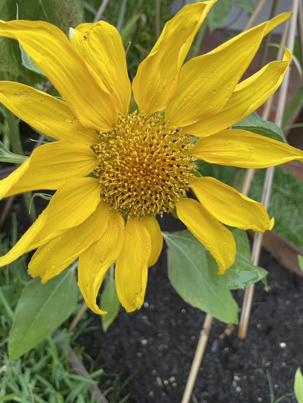 Sunflower in bloom