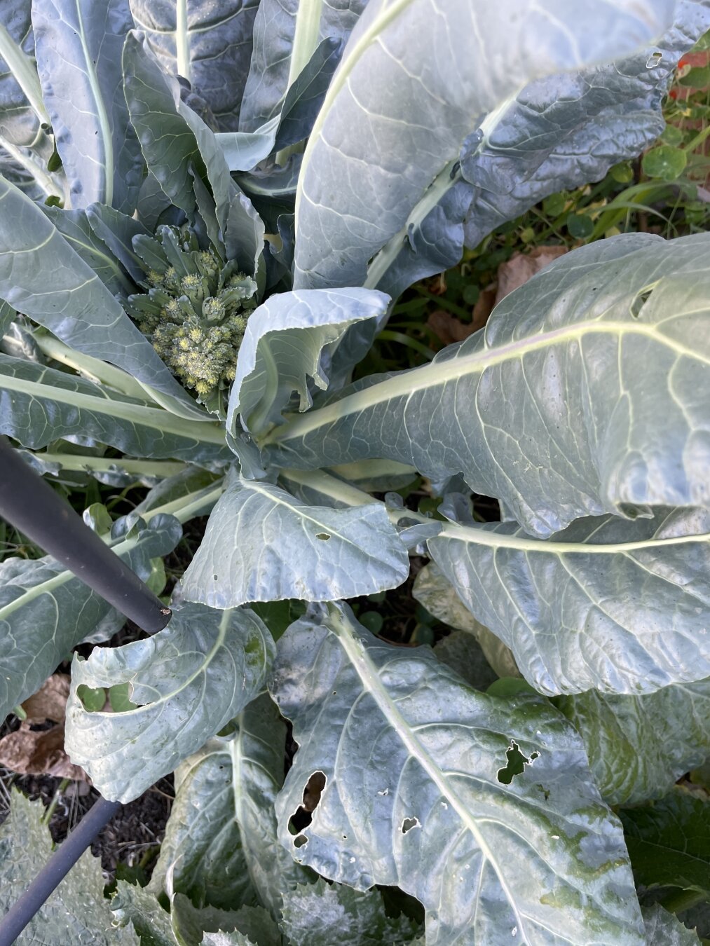 Posted media