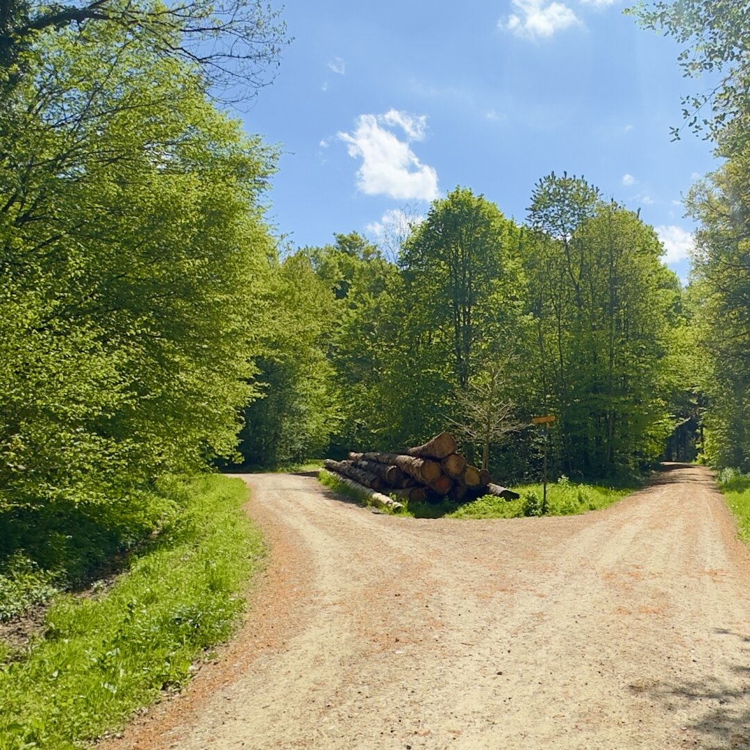 standing in front of decisions? You can train it in the woods...let me encourage you to choose a direction #woods #decision #encourage