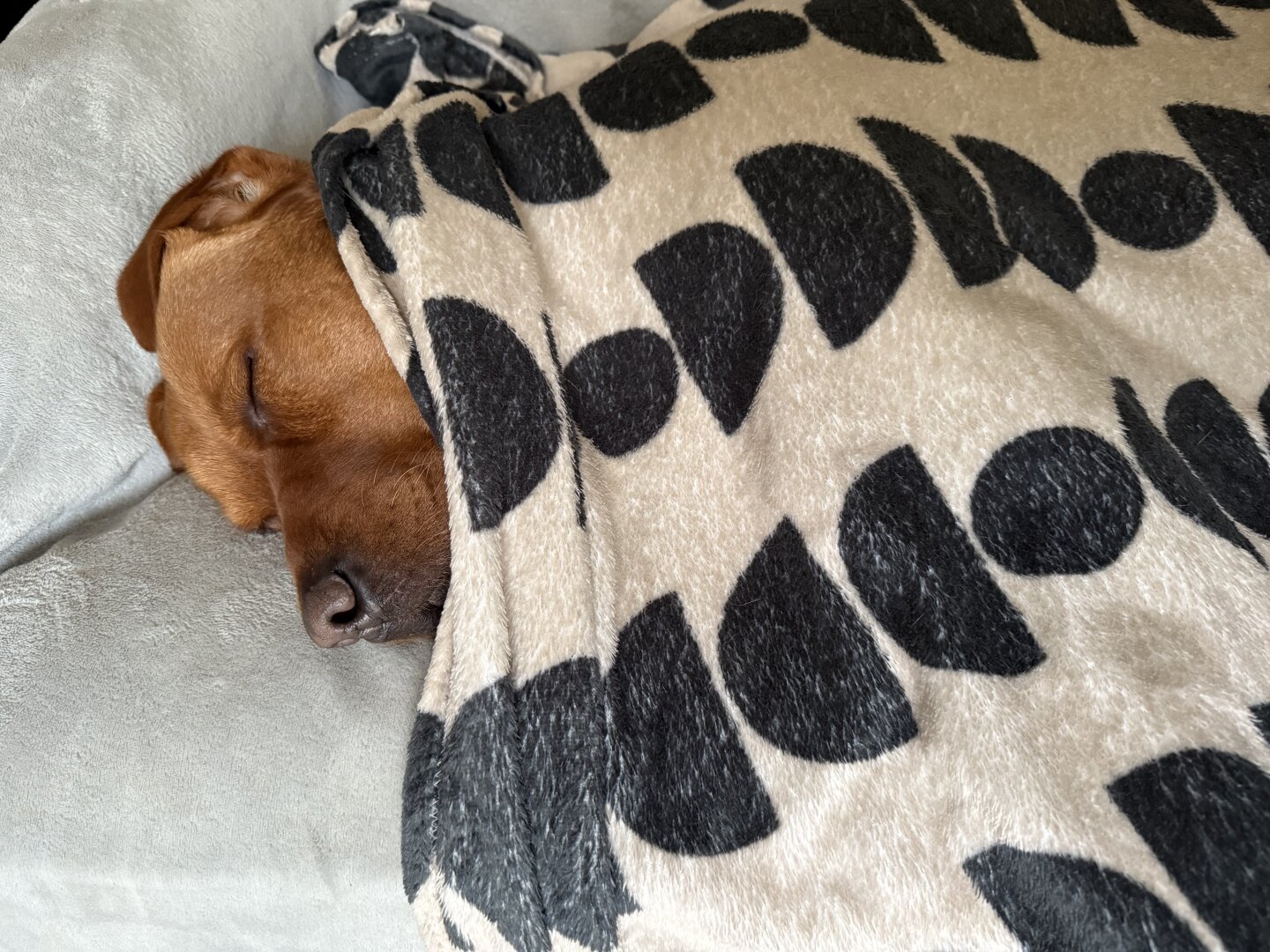 Ted fast asleep under a blanket