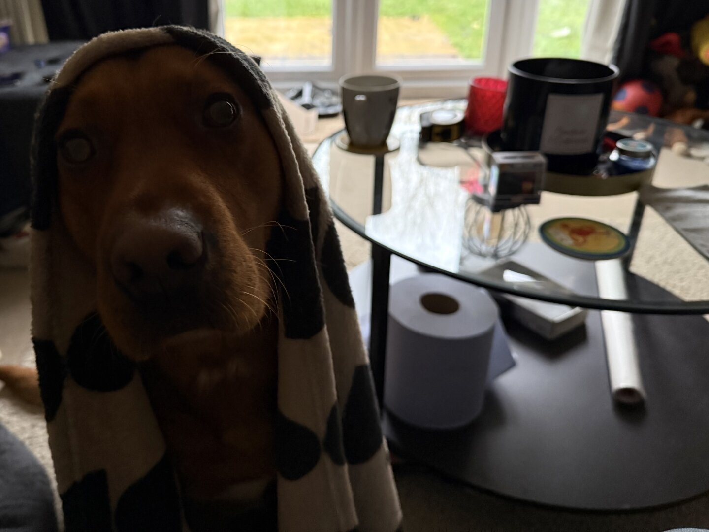 Ted the dog with a blanket over his head