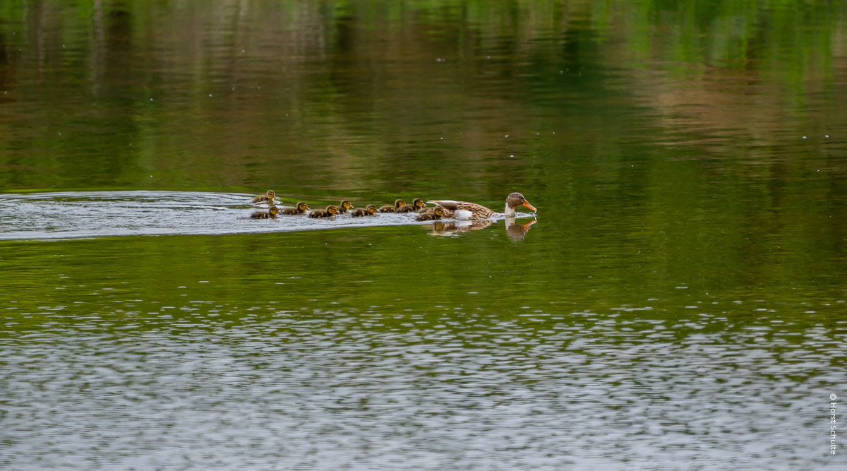 Enten