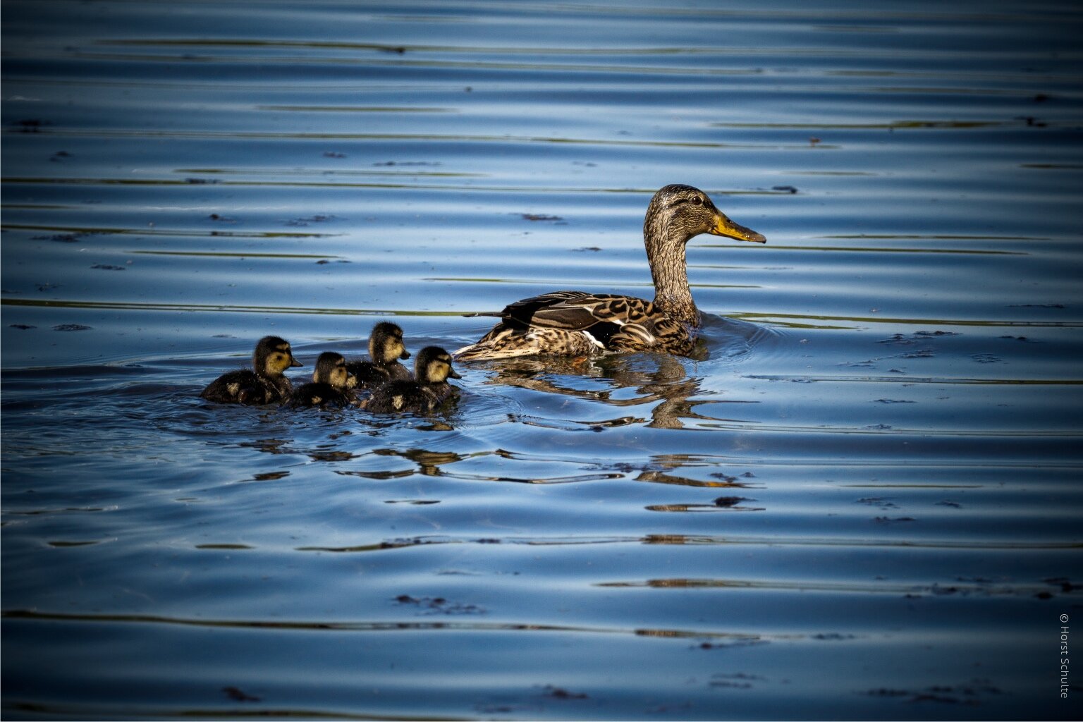 Entenfamilie