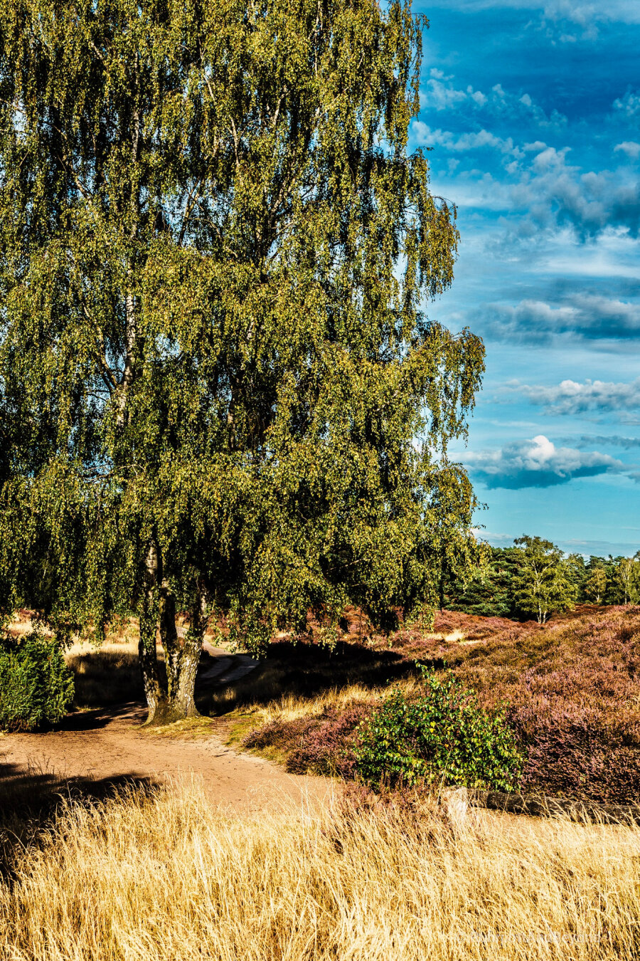 View of a heath landscape