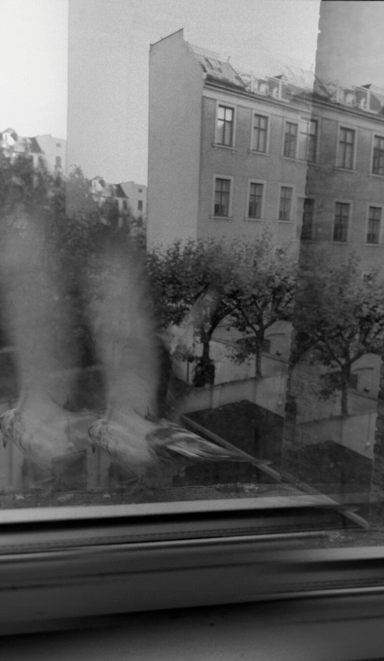 A black and white, moody photograph taken through a window pane, creating a reflection effect. In the foreground, a pigeon is captured with heavy motion blur as its wings flap upwards, giving it a ghostly, translucent appearance. In the background, across a tree-lined street or courtyard, a classic multi-story European apartment building stands tall. The overall atmosphere is gritty, architectural, and surreal.