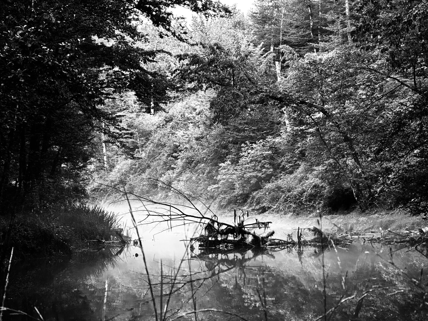 This b/w photo shows a river in the heart of Croatia. The evening sun casts a beautiful light on the trees and the water's surface. The river is bordered by trees, shrubs, and bushes. A little fog can be seen over the water‘s surface.