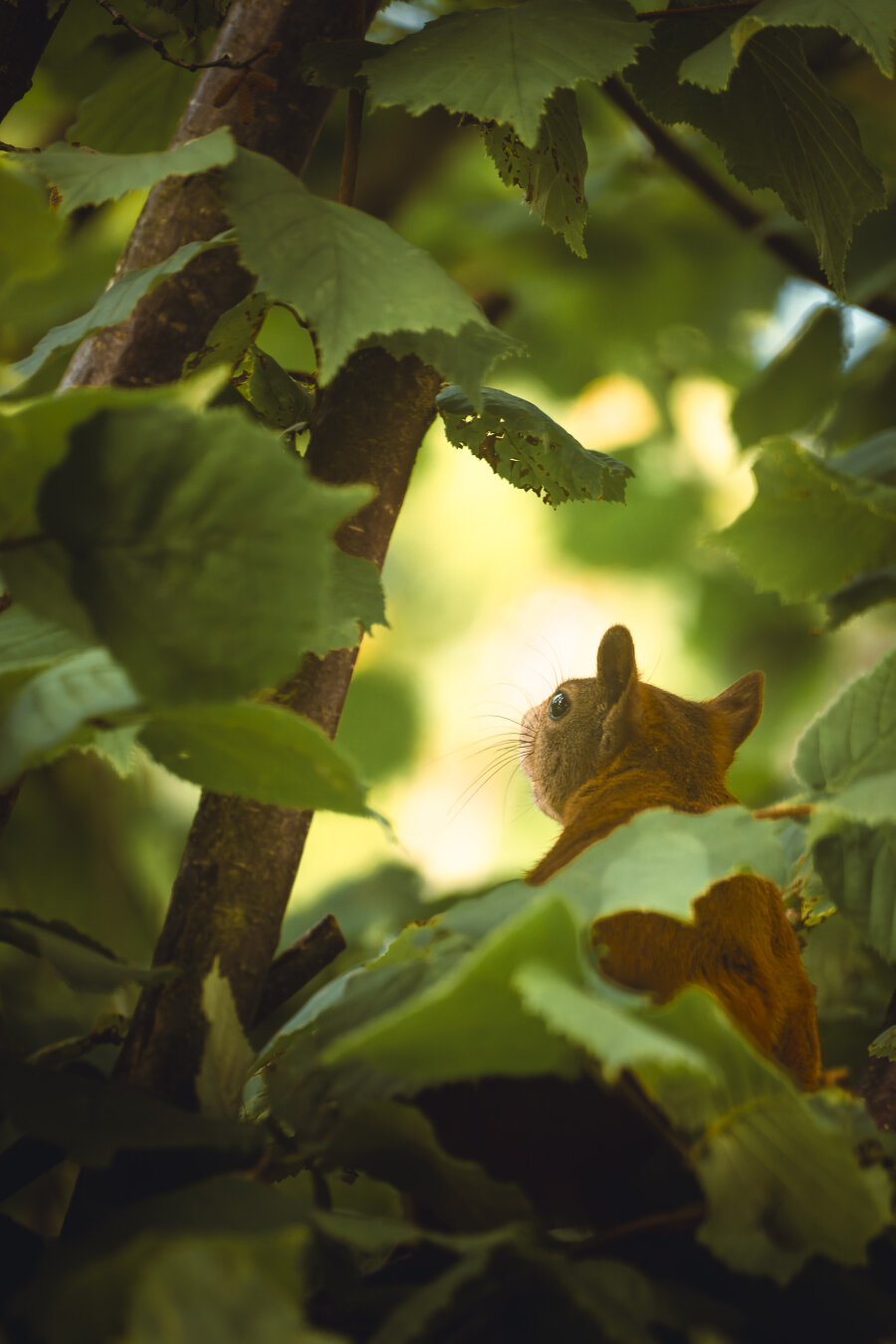 Small brown squirrel emerges from dense green foliage, peering into bright sunlight filtering through the canopy.