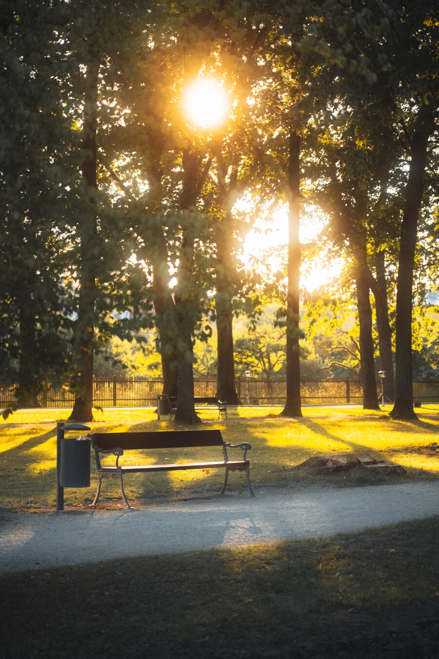 A park bench sits on a path in front of tall trees backlit by a brilliant, low sun filtering through the foliage.