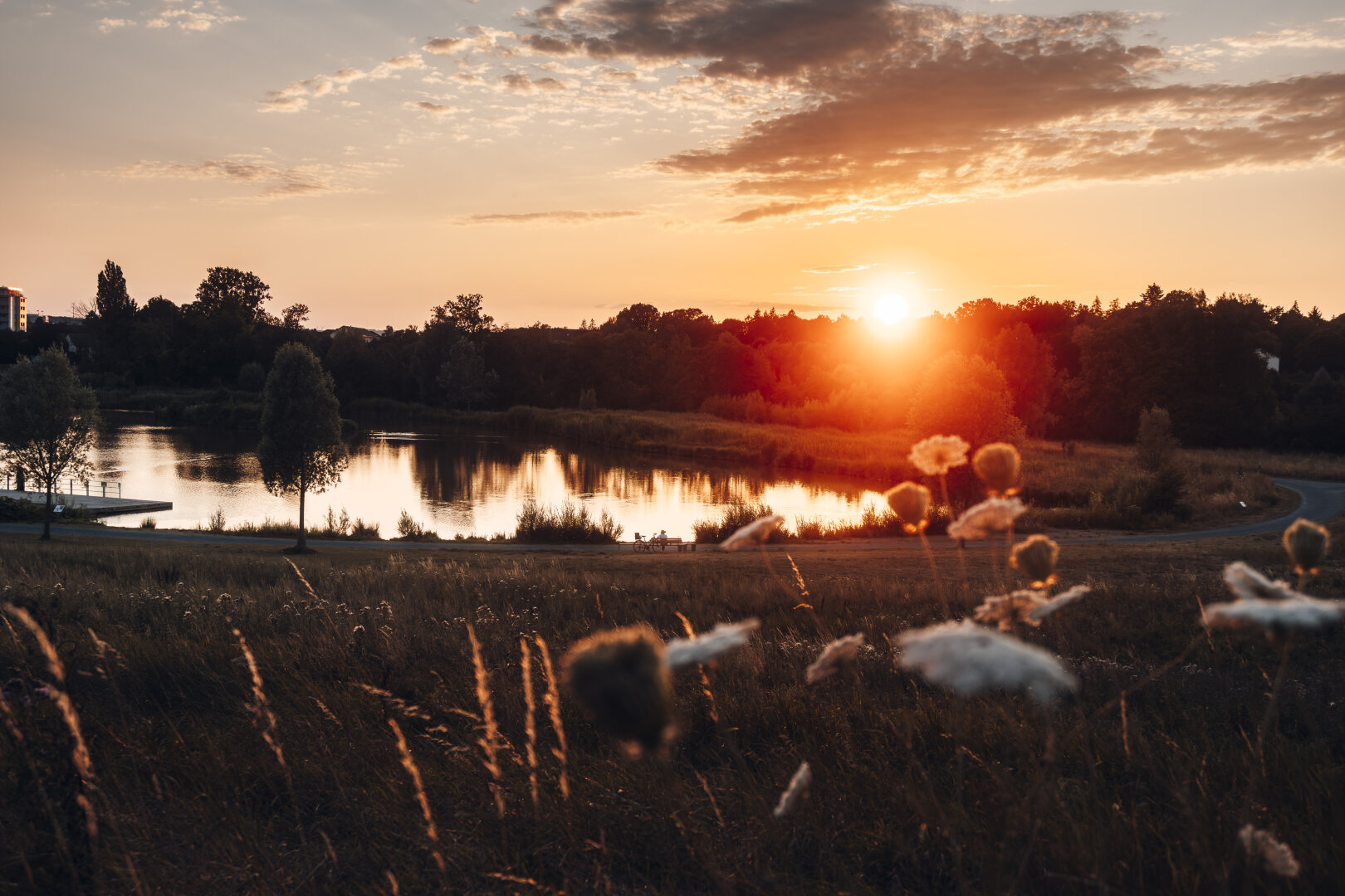 Low angle shot of a calm pond reflection at sunset, with bright sun flare behind dense trees and tall grasses in the foreground.