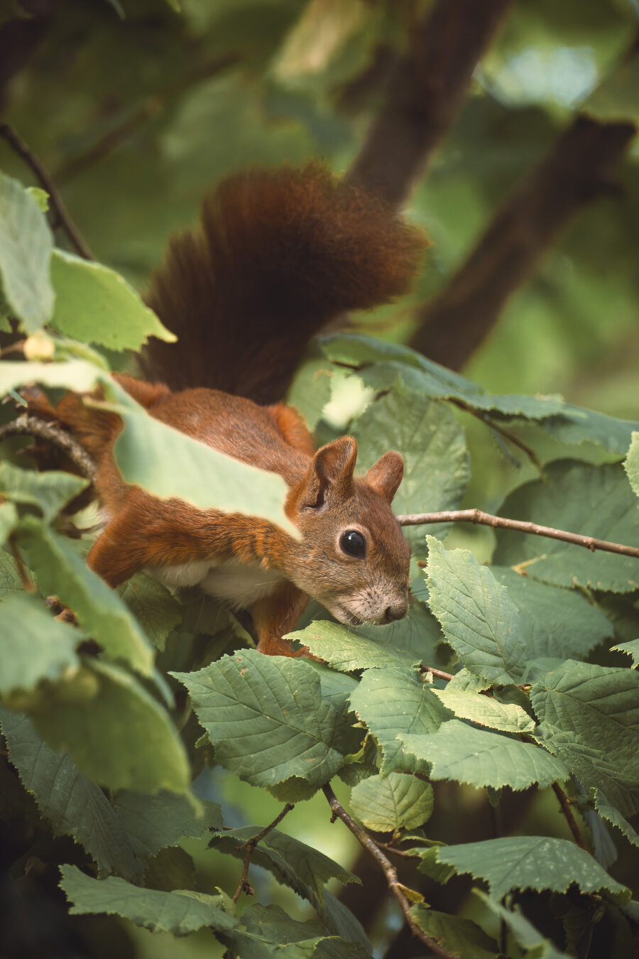 Squirrel framed by deep green leaves against bright blown-out sunlight, observing its surroundings in the woods.