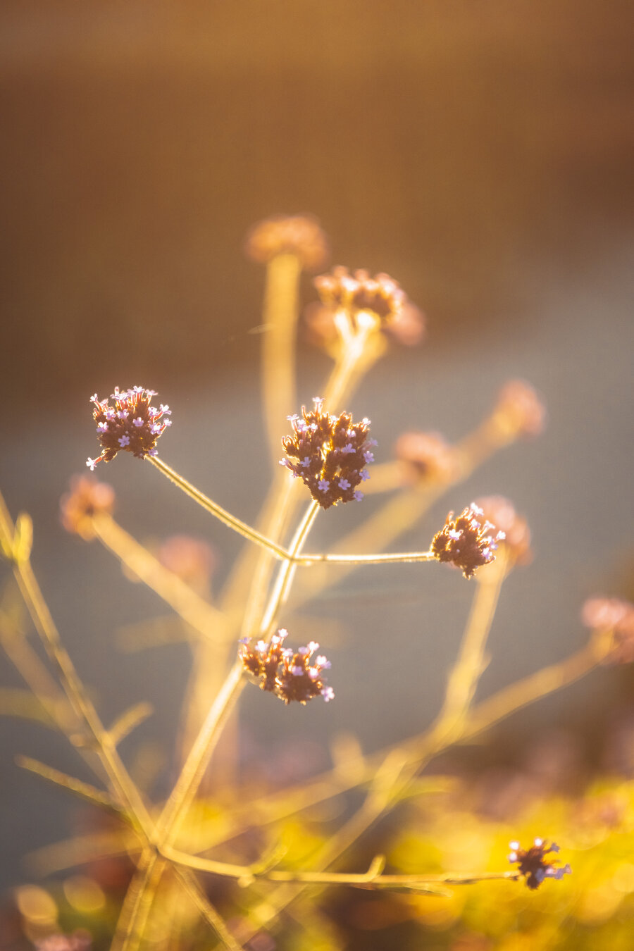 Close-up of slender stems topped with small, clustered purple flowers against a deeply blurred warm golden background during sunset.