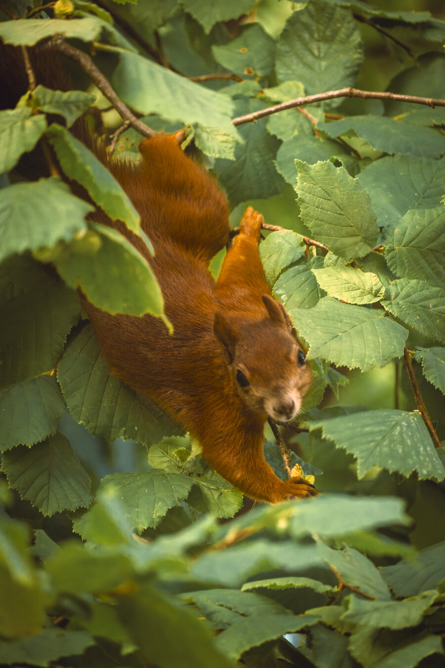 Reddish-brown squirrel resting among large, verdant green leaves, looking forward with sunlight filtering through the canopy.