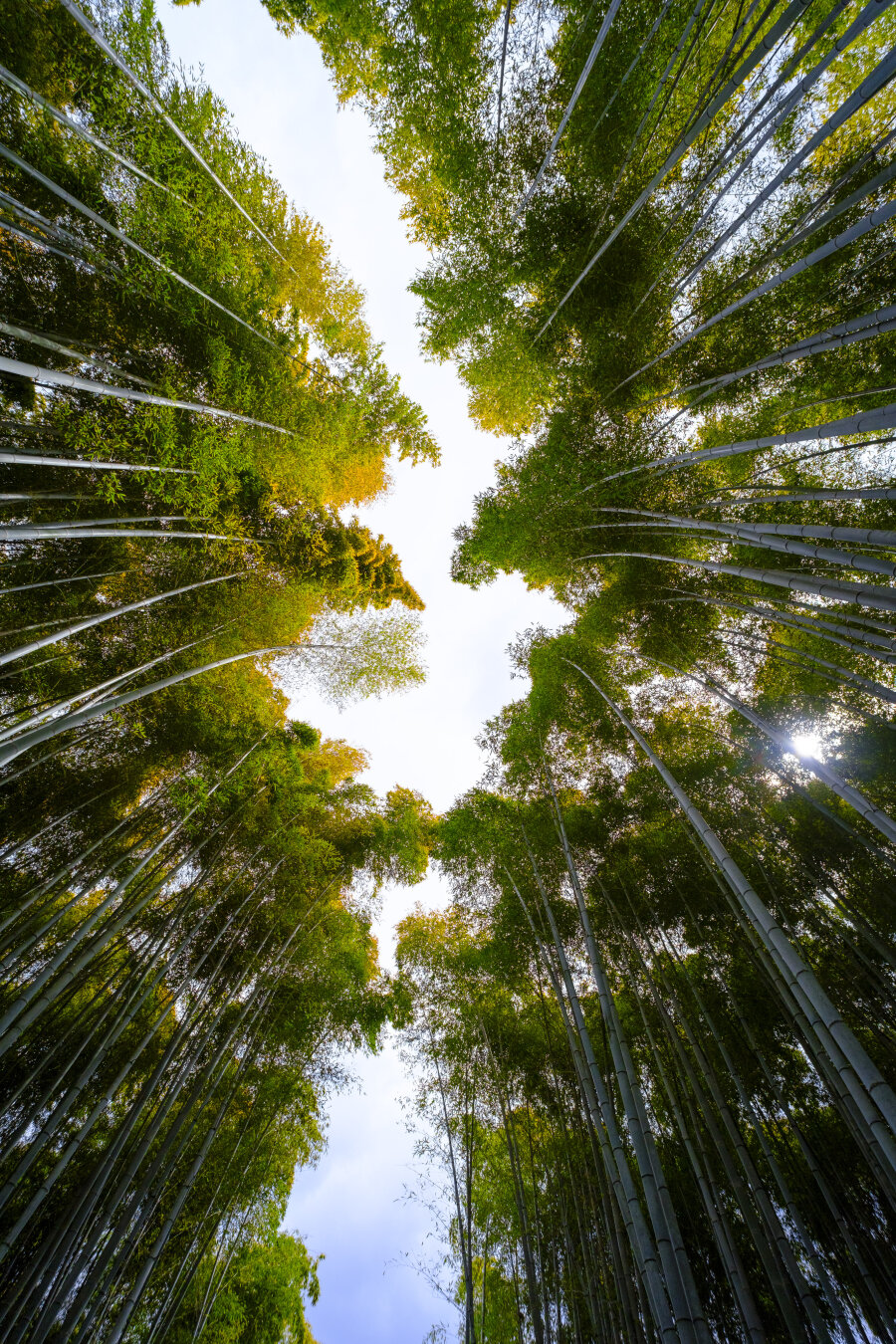 A breathtaking upward view of a dense bamboo forest with tall, slender green bamboo stalks stretching toward a bright, partly cloudy sky. Sunlight filters through the canopy, creating a serene and mystical atmosphere.