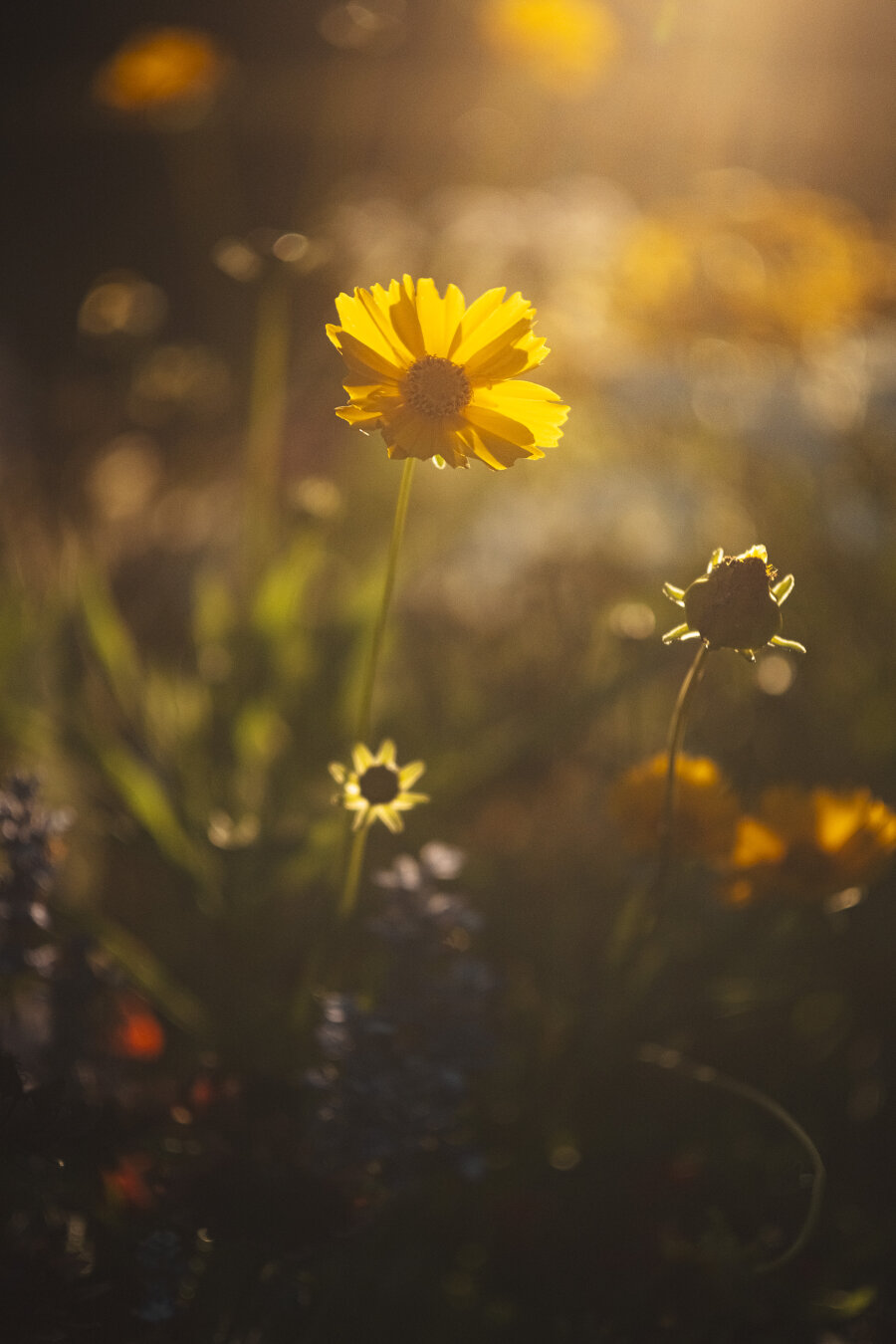 A single tall yellow flower stands illuminated by warm golden hour sunlight above dark, blurry foliage and bokeh lights.