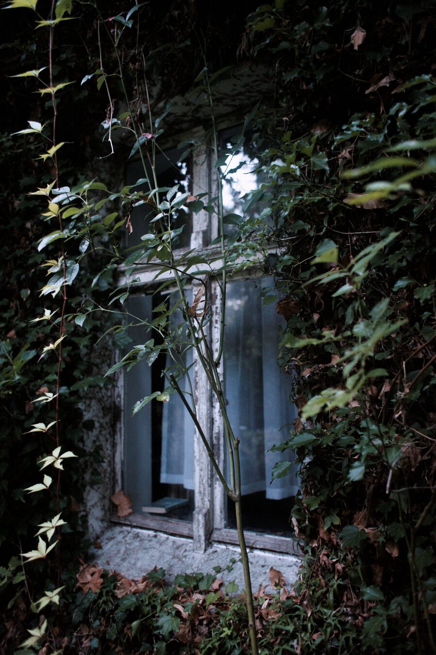 An old window with peeling paint, surrounded by dense ivy. Behind the glass, a light curtain and a lone book on the windowsill are visible. Cool, melancholic tones.