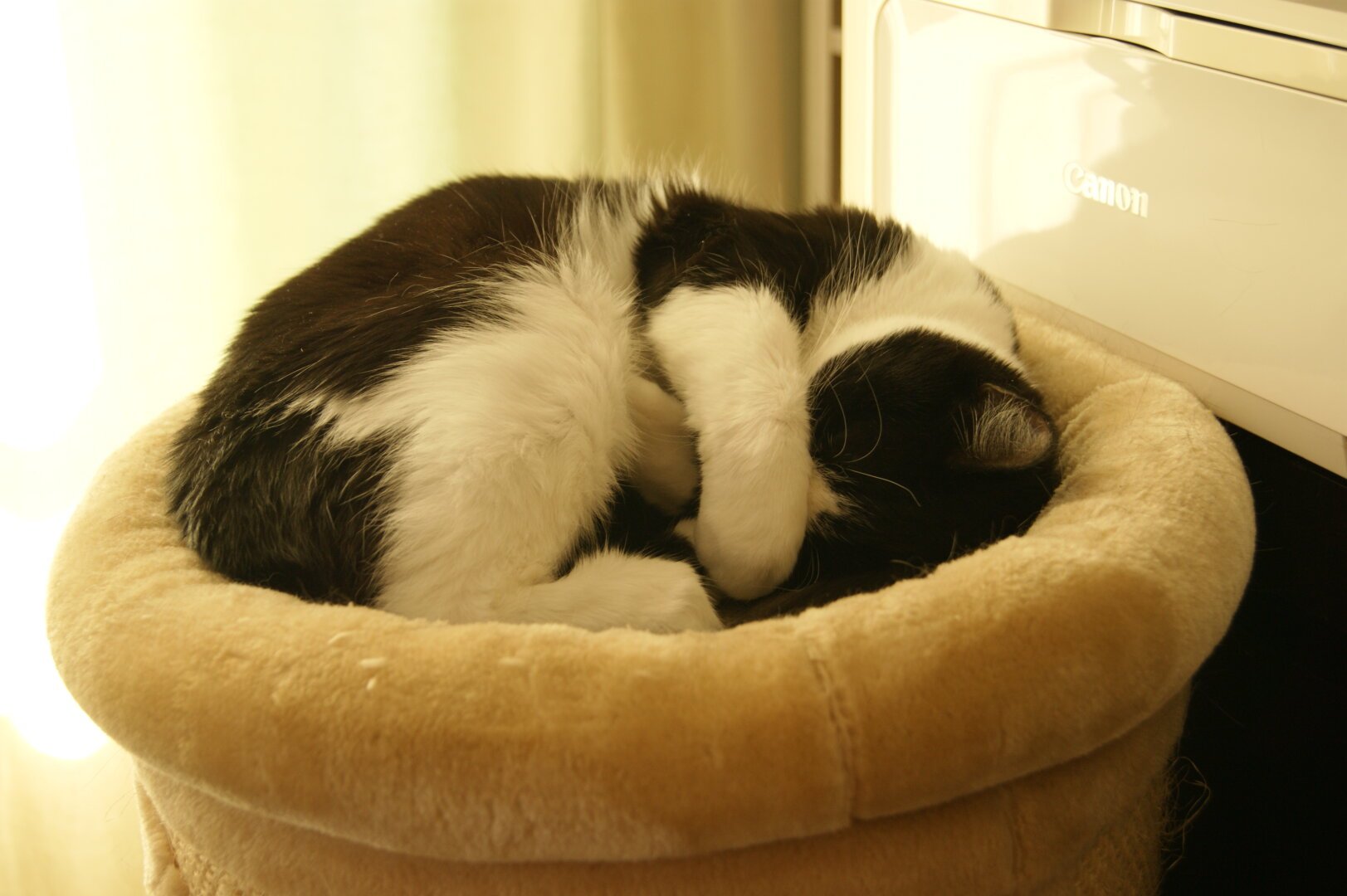 Une chatte noire et blanche dormant avec une de ses pattes sur sa tête.