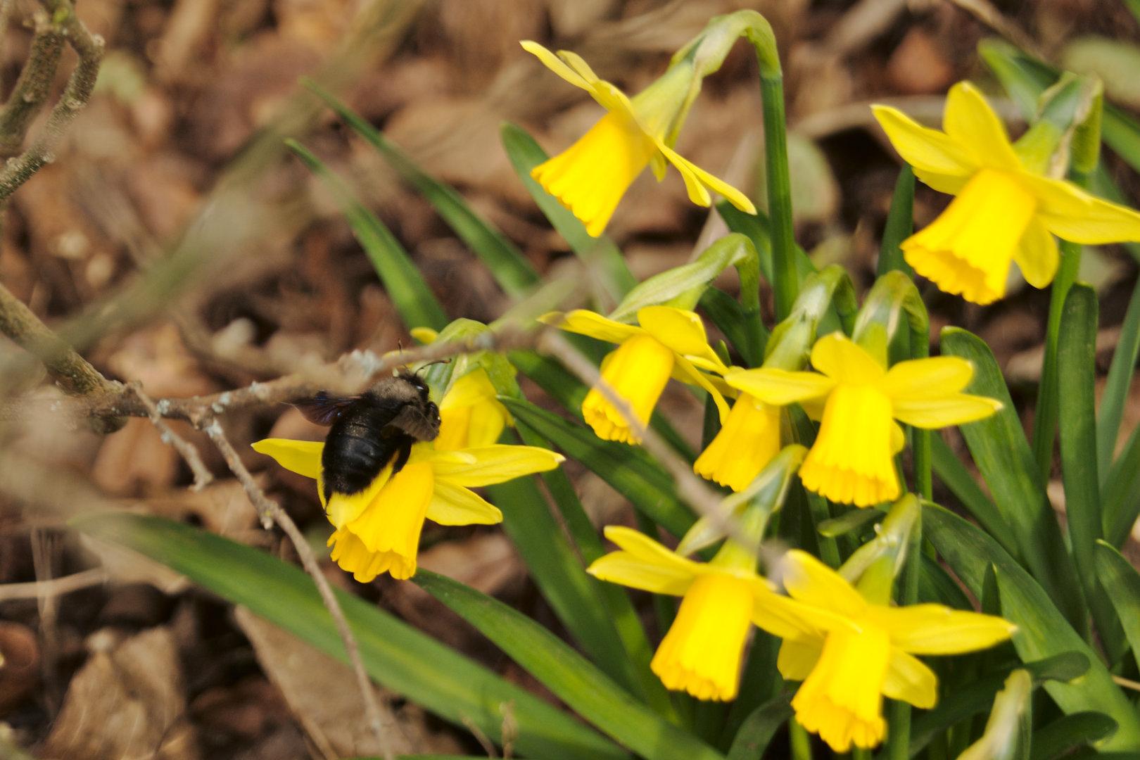 Une abeille noire butinant un narcisse.