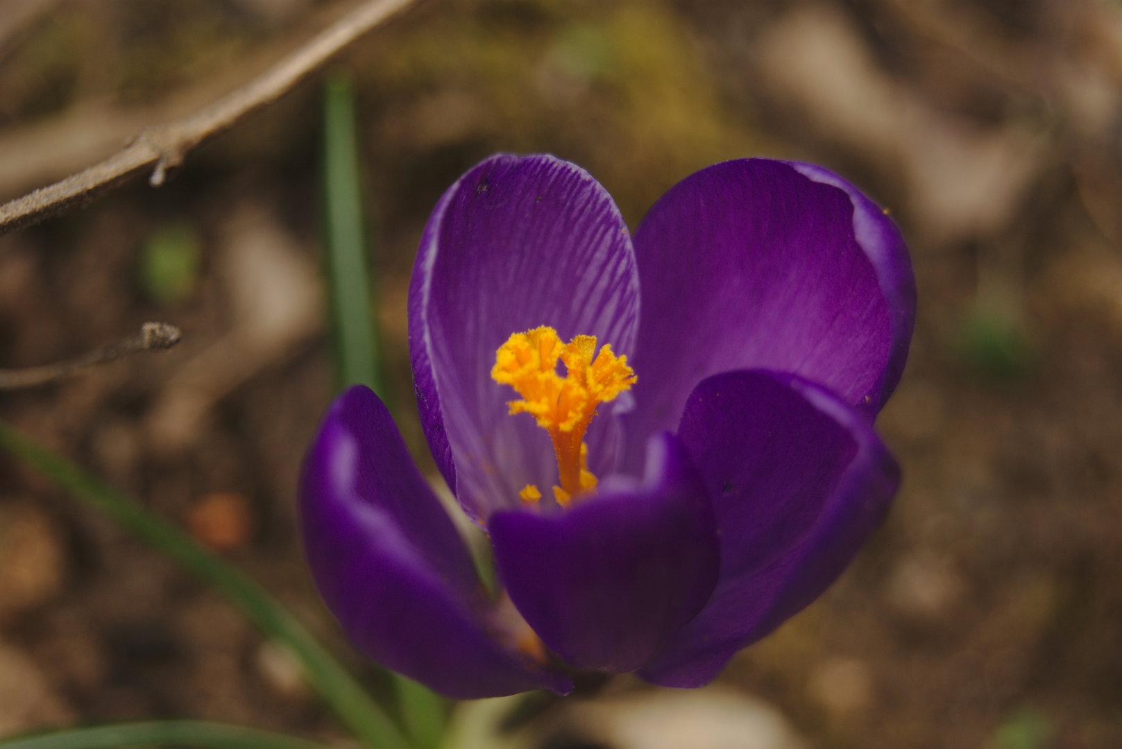 Une fleure de crocus violette.