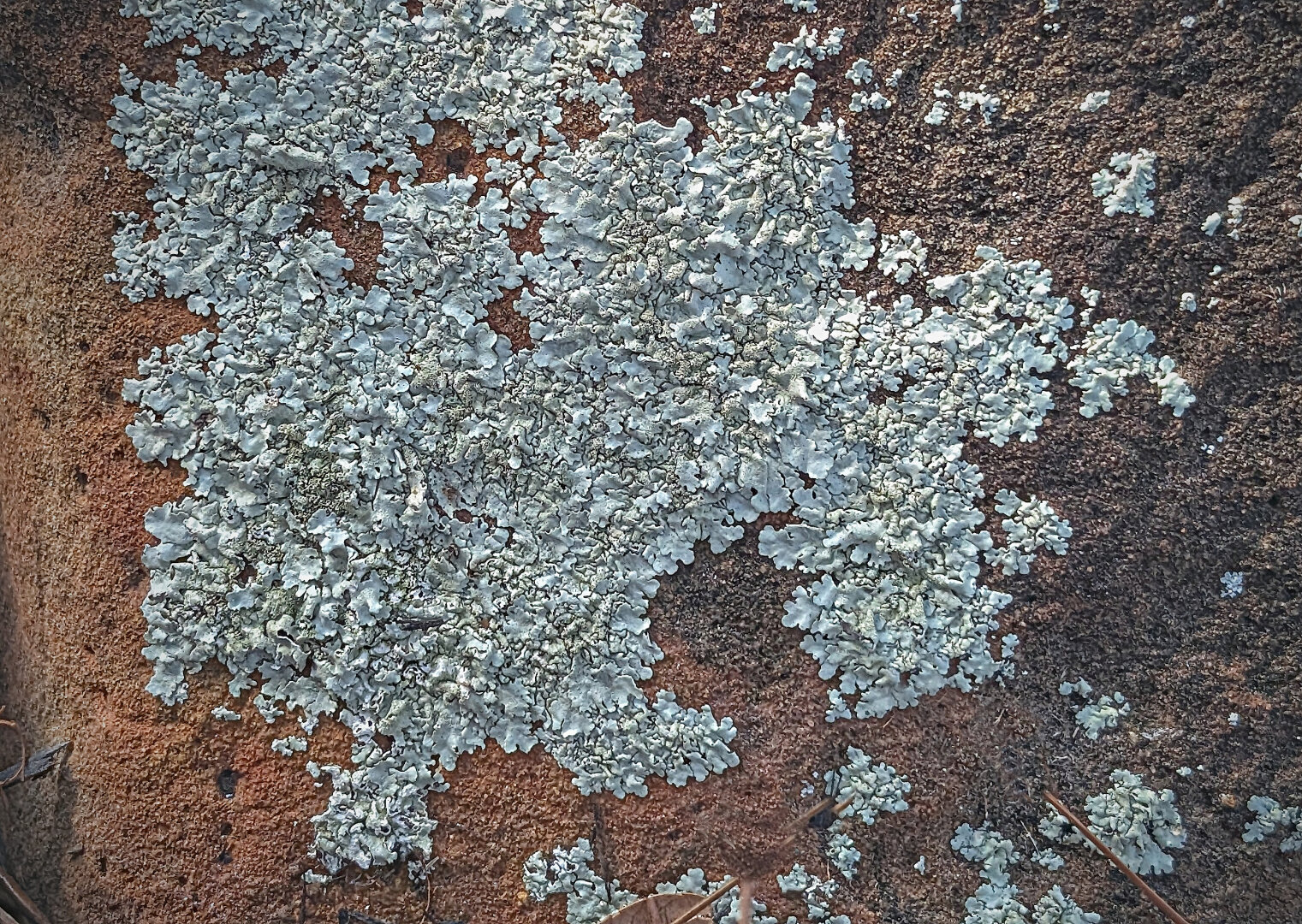 A patch of gray-green lichen on a rusty red rock.