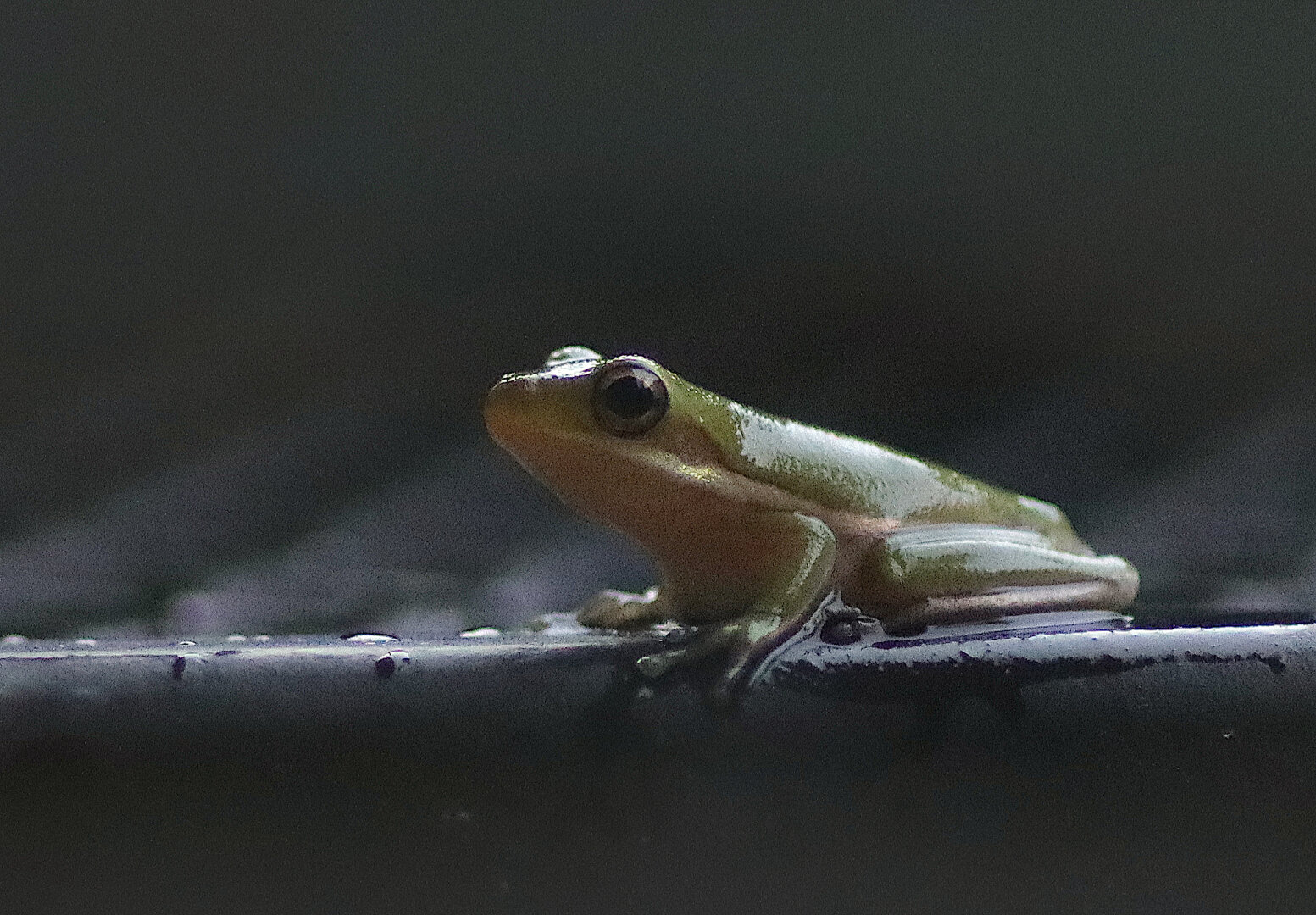 A tiny green frog in profile on the edge of a garden table in low lighting. Very close up.