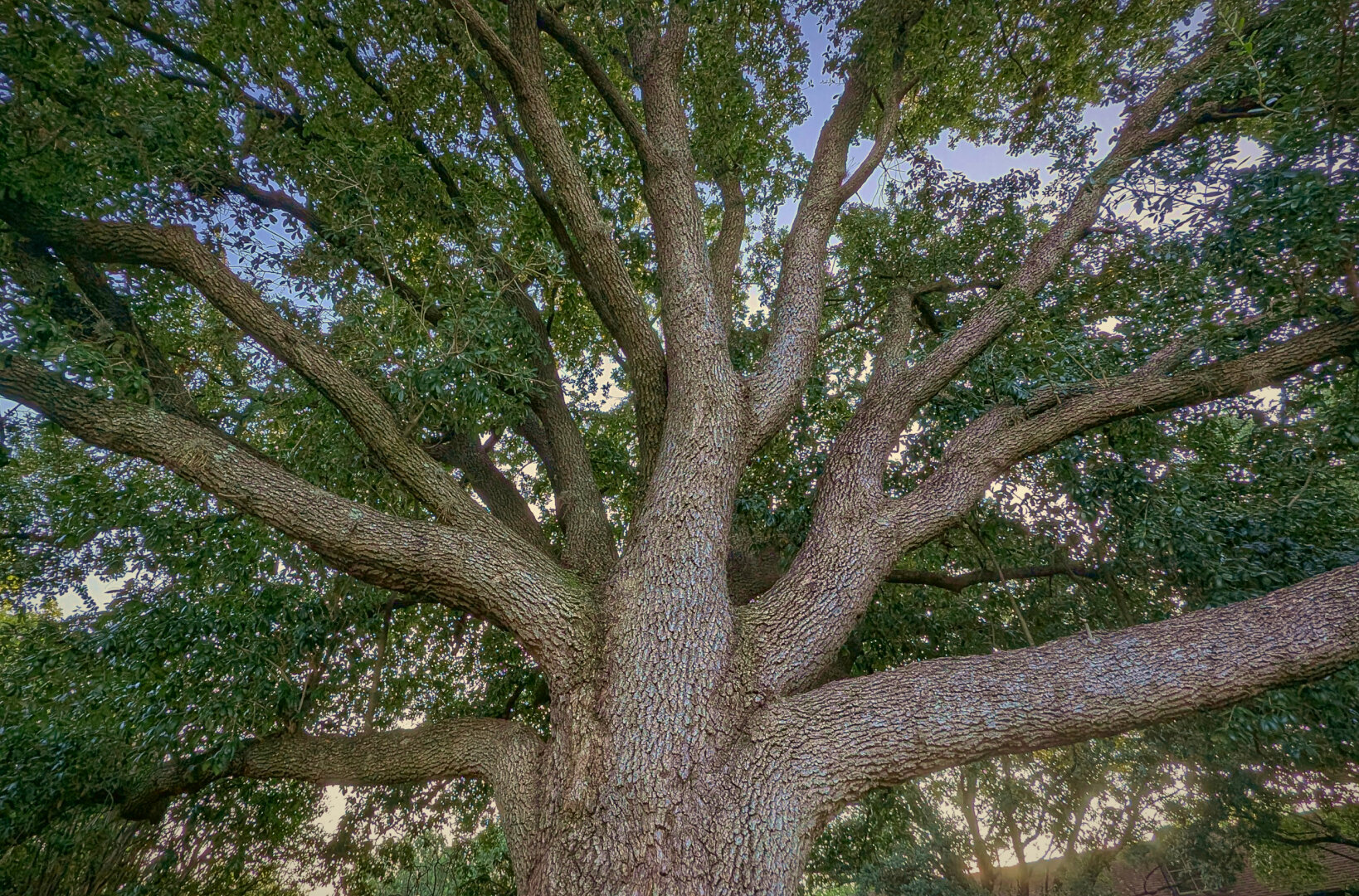 A large oak tree near the trunk and looking up at its spreading branches with bits of blue sky peeking through the canopy.