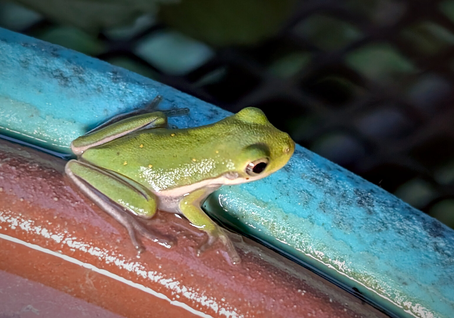 A little green frog sits on the edge of a bird bath which is terracotta with an aqua blue outer rim. The lighting is a portable LED because this was at dawn on the shady side of the building where I live. Close in and from slightly above.