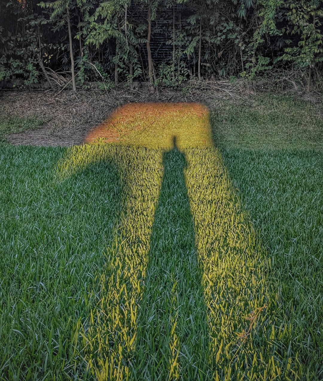 My body casts a long shadow in the grass from a sunbeam just after dawn. The shadow presents me as having absurdly long legs and a tiny pin head.