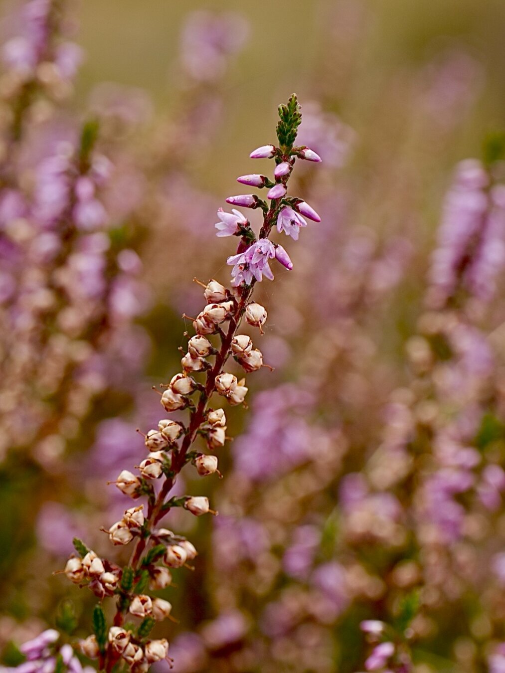 Heather plant stem showing its life cycle: Purple-pink blooms at the top, unopened buds in the middle, and dried brown flower heads at the base, with blurred heather flowers in the background.