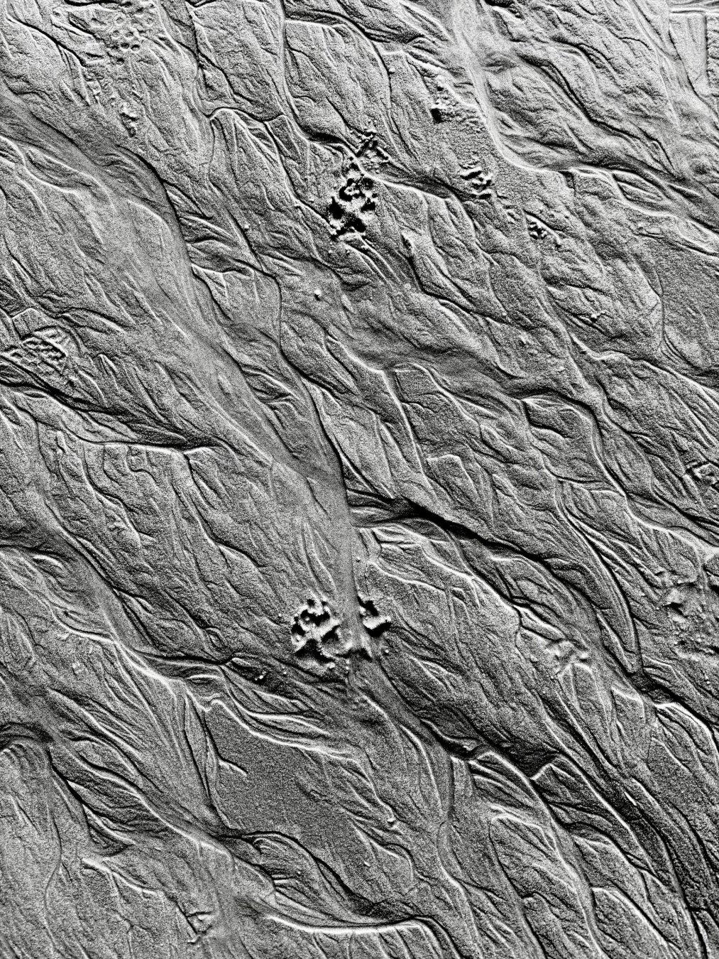 Aerial view of dog pawprints and paw trails pressed into wet mudflat sand in black and white. Multiple distinct prints scattered across textured muddy surface with rippling water patterns and natural grooves creating geometric composition.