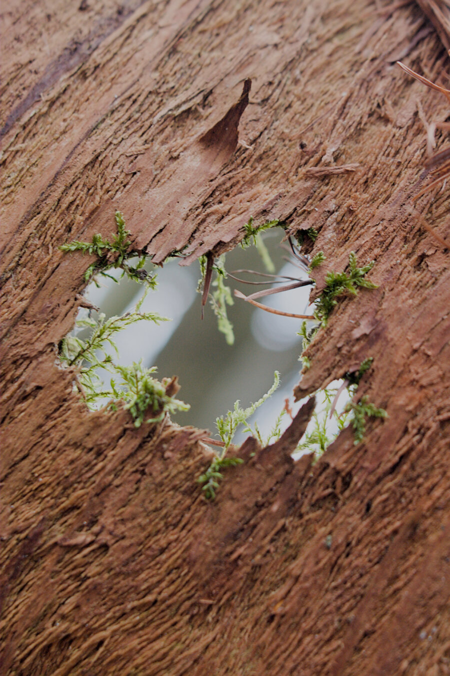 Close-up of weathered tree bark with deep, textured grain patterns. A heart-shaped hole reveals a blurred forest scene in the background. Fresh green moss and delicate plants frame the opening in the rough, aged wood, creating a natural portal into a soft, out-of-focus woodland.