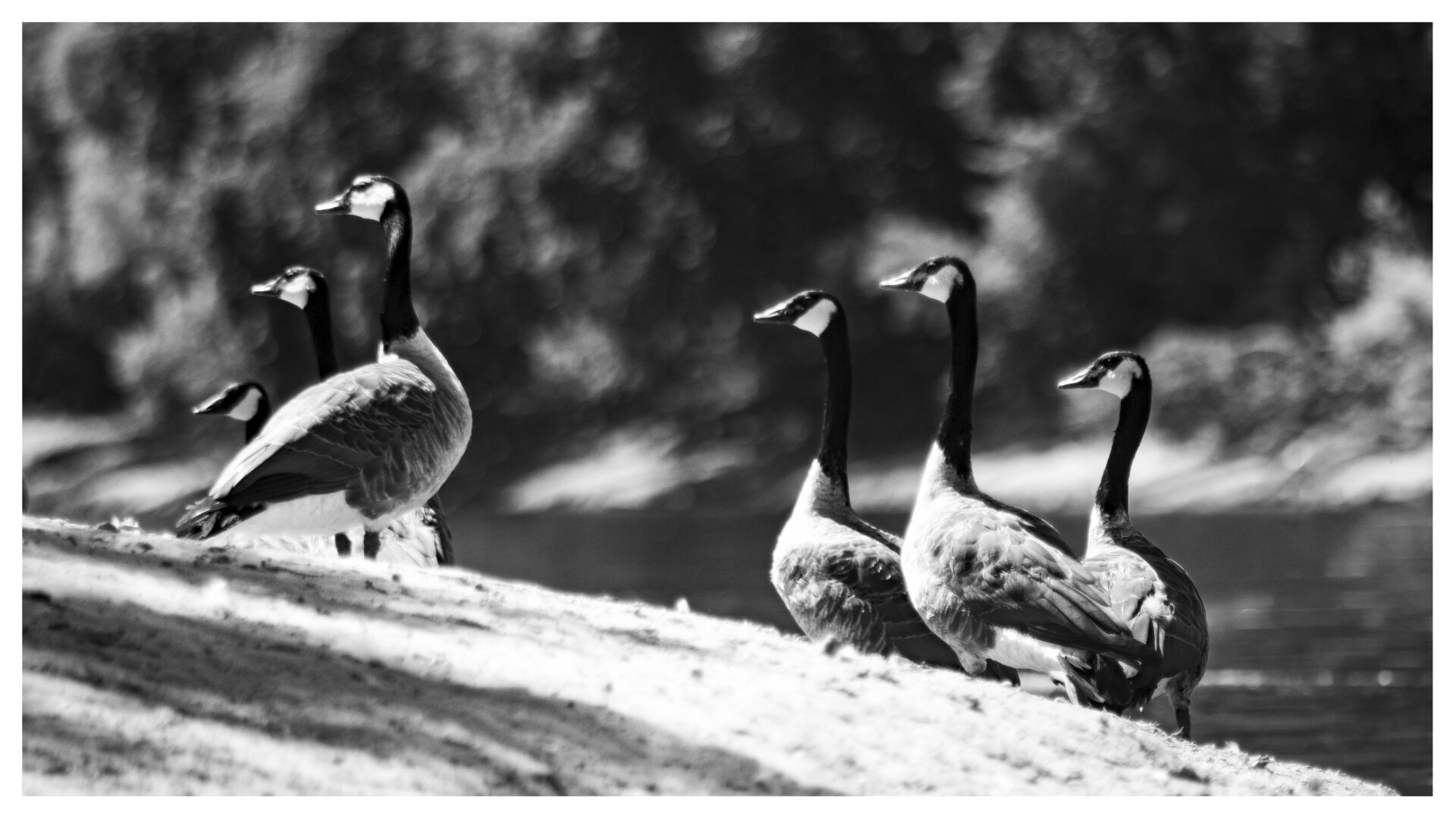 high-contrast black-and-white photograph of six geese on a sandy riverbank all looking to the left
bright sunlight casts sharp shadows an textures