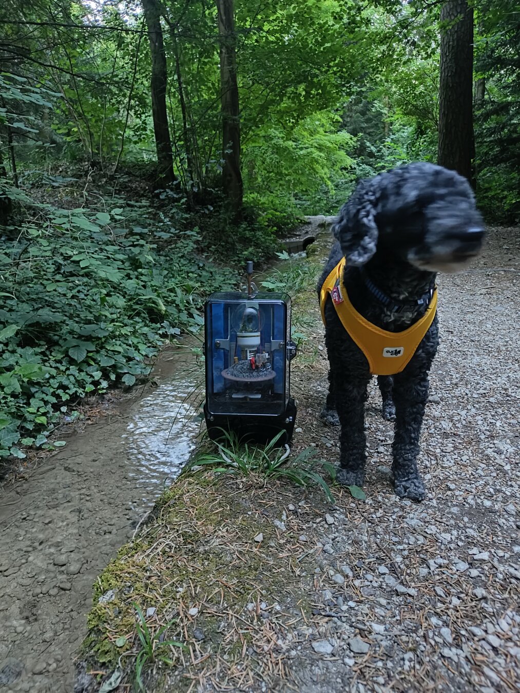 When i go walking with my meters, then i go with my dog too. He take care to me and my works. We are a great team.