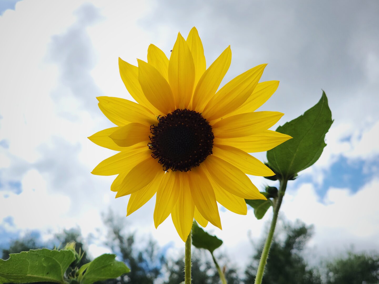 A single growing common sunflower standing against a cloudy sky.