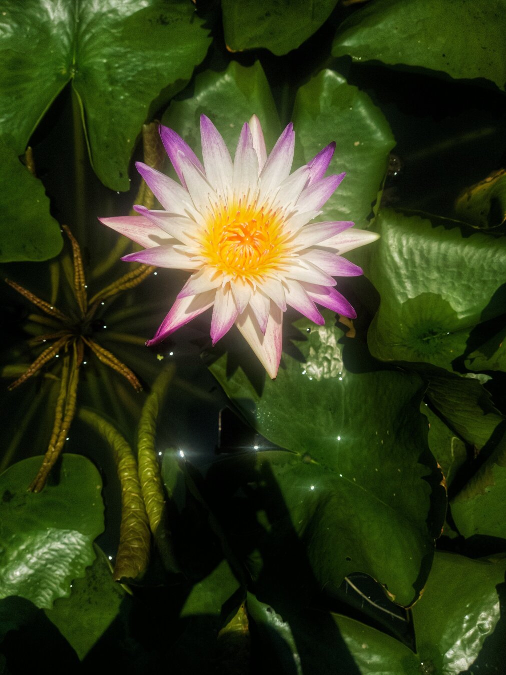 a fully bloomed water lily
