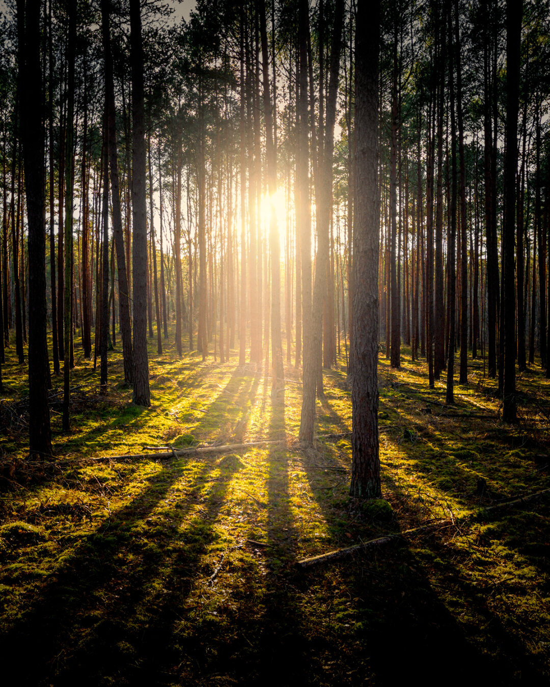 A dense pine forest photographed straight into the low afternoon sun. Tall, slender trunks stand in rows across the frame; the sun sits just above the centre and flares between two trunks, backlighting the trees so they appear almost as silhouettes. The forest floor is covered in bright green moss, striped by long parallel shadows running from the background toward the viewer. A few fallen branches lie on the ground in the foreground. The edges of the image are darker than the glowing centre.
