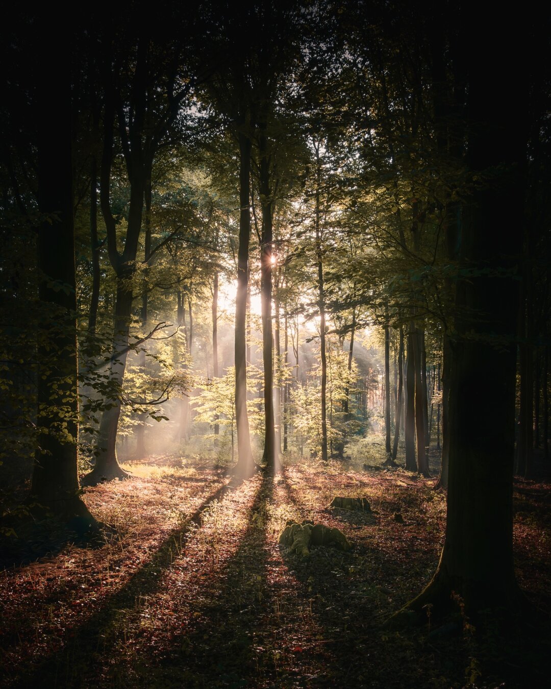 A dense beech forest shortly after sunrise. Near the centre of the frame the sun breaks through the slender trunks as a small starburst, casting visible rays of light diagonally down to the leaf-covered floor. Tall trees frame both sides in deep shadow, and long shadows stretch across the foreground toward the viewer.