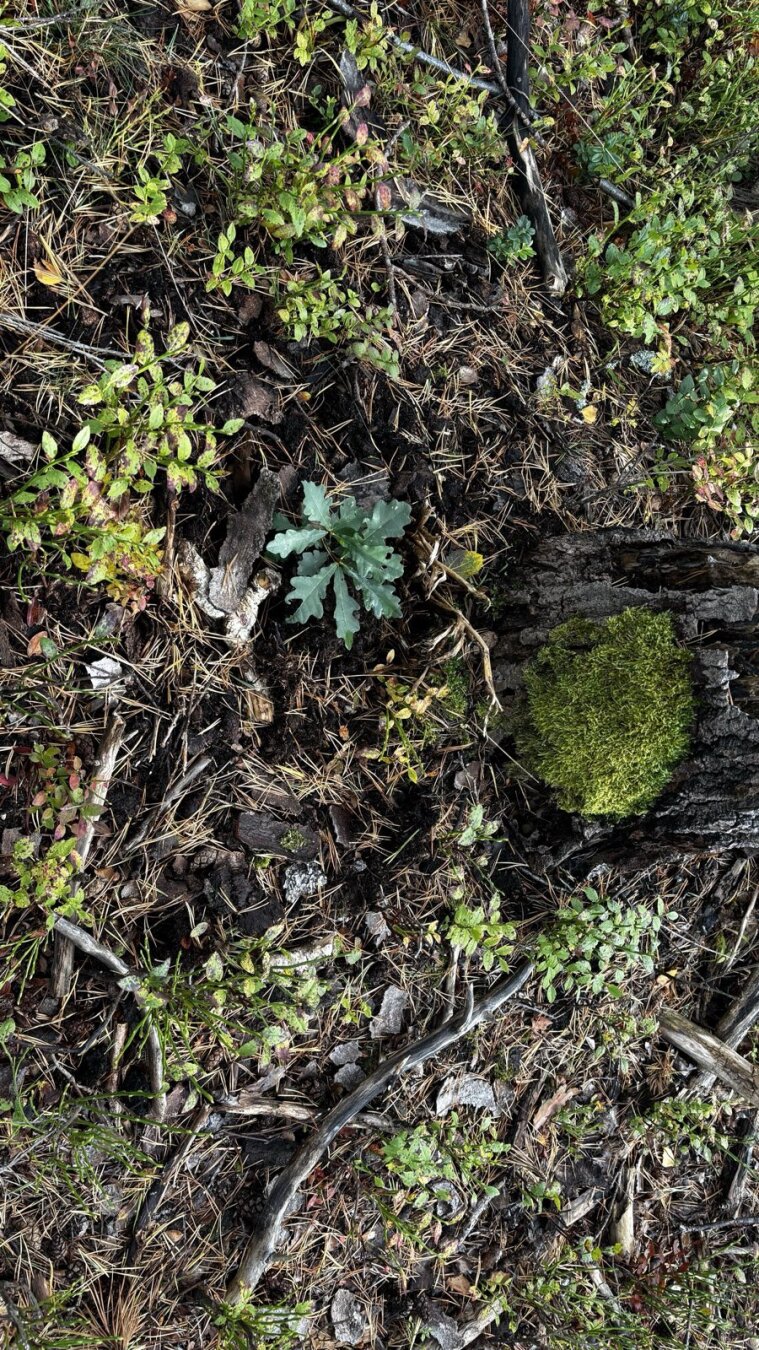 Tiny oak in the forrest